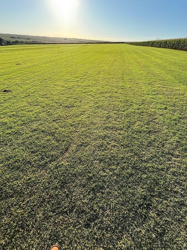 Textura de grama em área de produção fotografada ao fim do dia; registro de campo da Grameira Maripá.